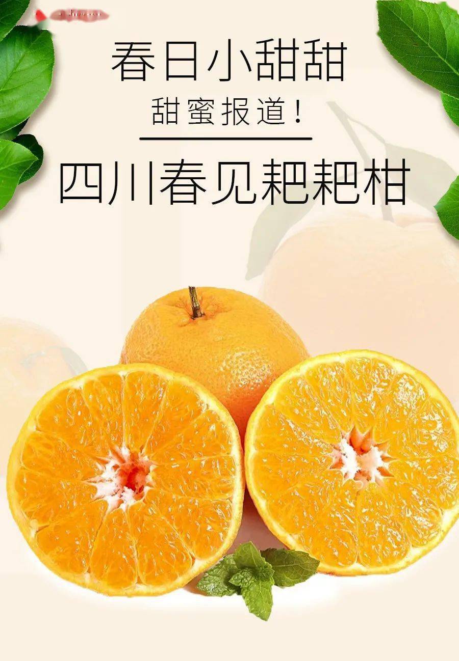 春见适宜在湖北种植吗冬天(春见能在广东种植吗)