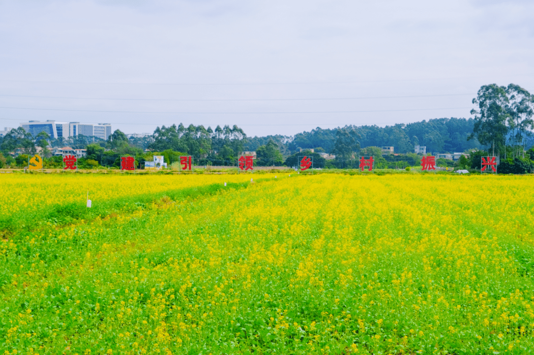 朱村街油菜花种植地乡村田园新画卷绘就出一幅幅秀美的相映成趣与蓝天