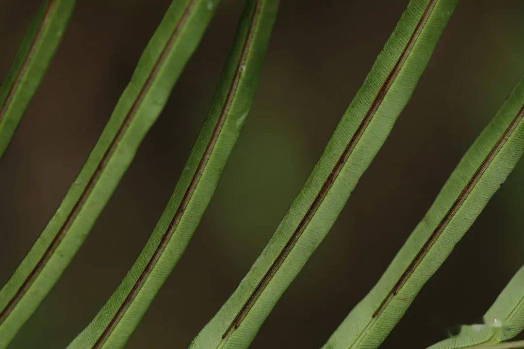 乌毛蕨_孢子囊_叶子_植物人