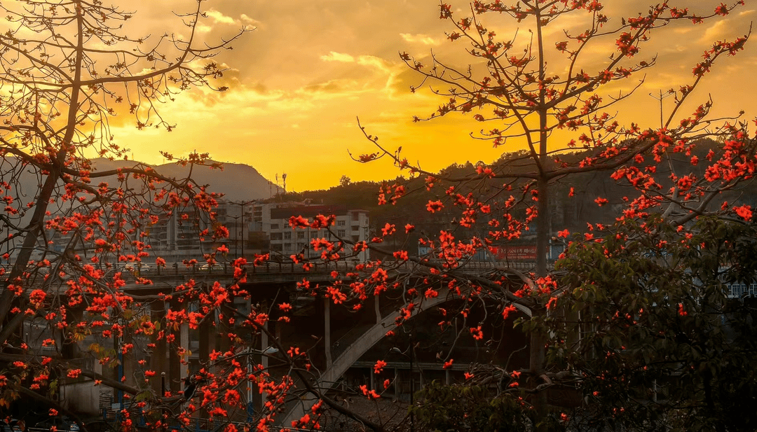 火红攀枝花美上央视_摄影_王东_枝头