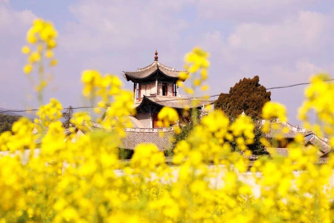 弥渡坝子油菜花开成海,等你打卡_的花海_画卷_来源