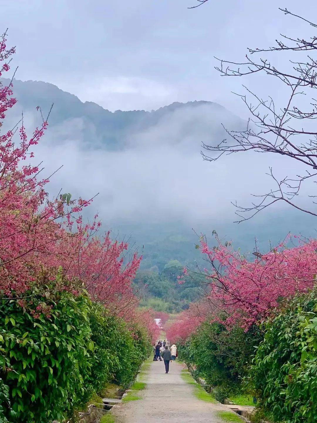 连江丹阳樱花园图片