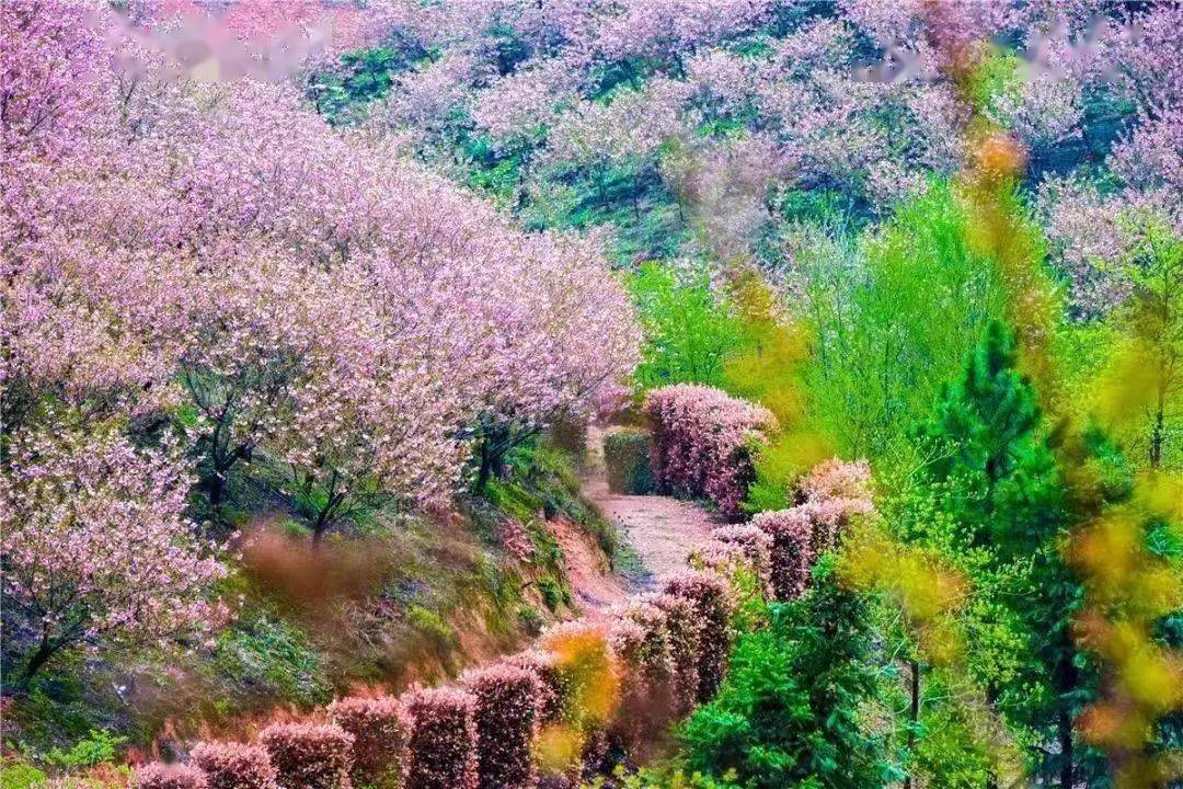 2023年泾县春天赏花季指南,请查收→_狮子山_桃花_景区