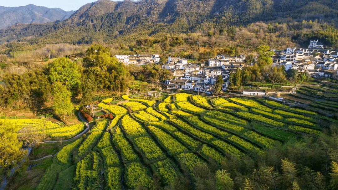 嘿多好哇 | 以春之名,黑多小城高质量赏花强烈出圈_黟县_油菜花_文体