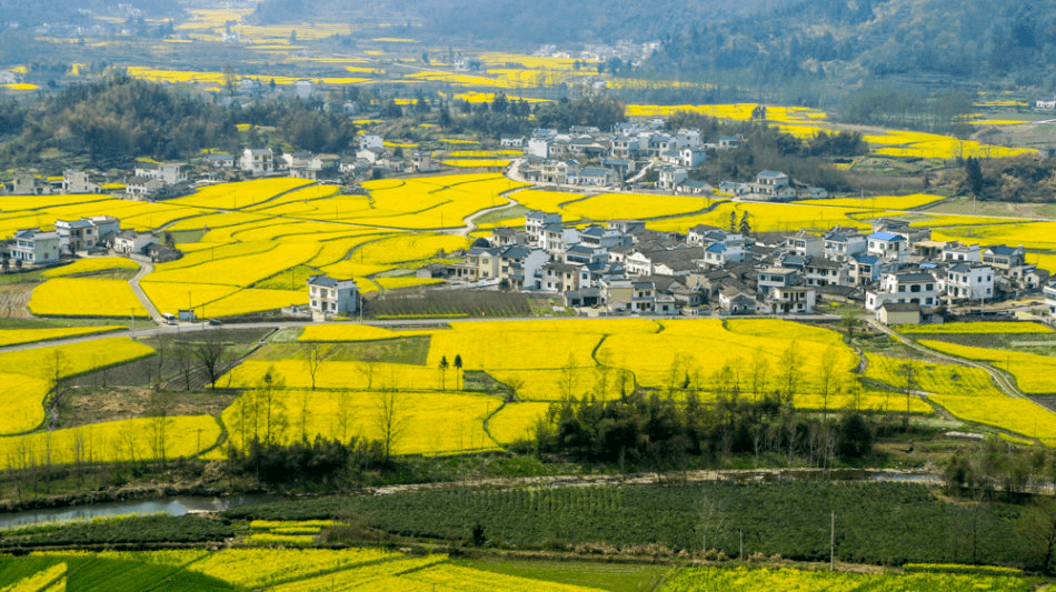 嘿多好哇 | 以春之名,黑多小城高质量赏花强烈出圈_黟县_油菜花_文体