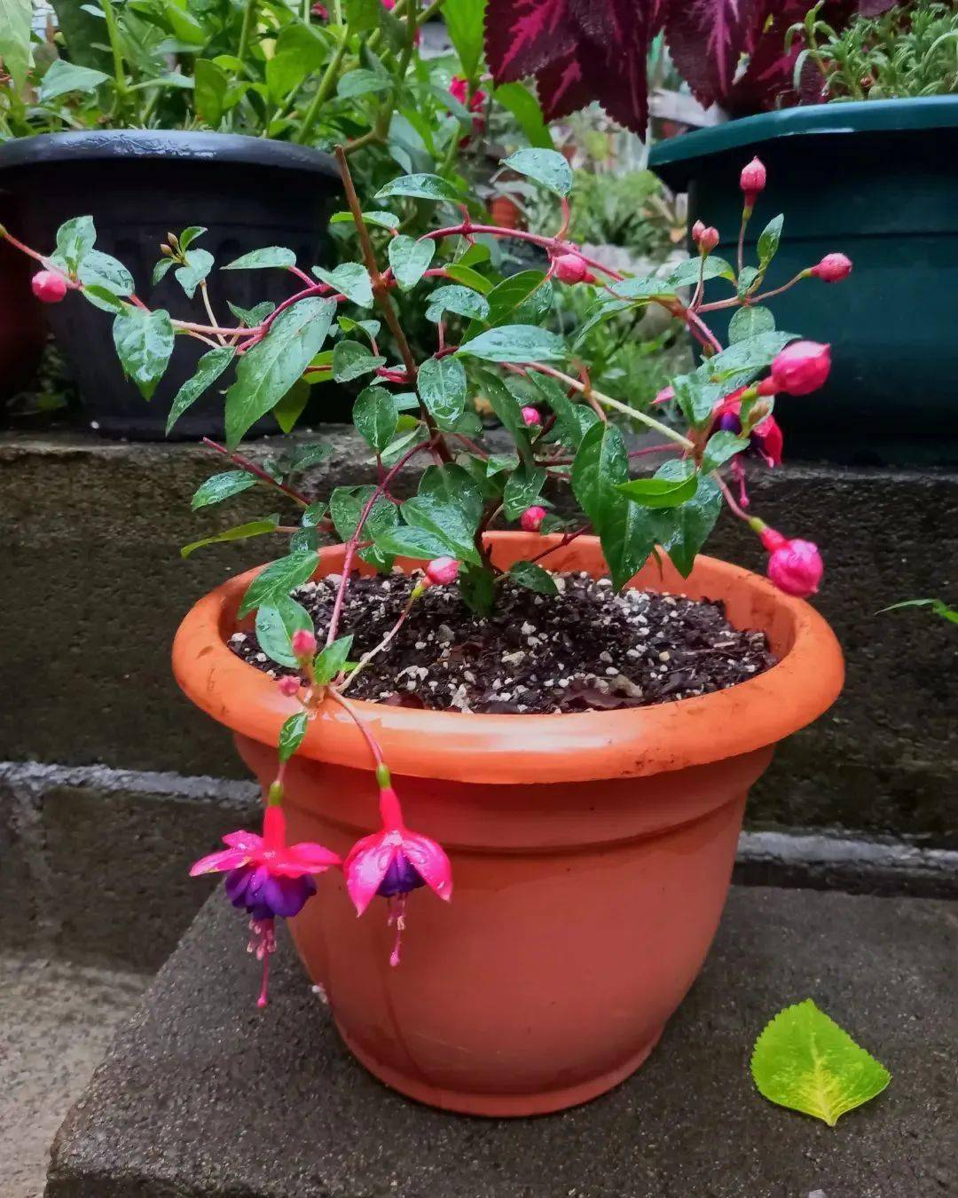 拿好這份耐陰植物清單,朝北陽臺也能實現花園夢_藍鈴_玉簪_葉片