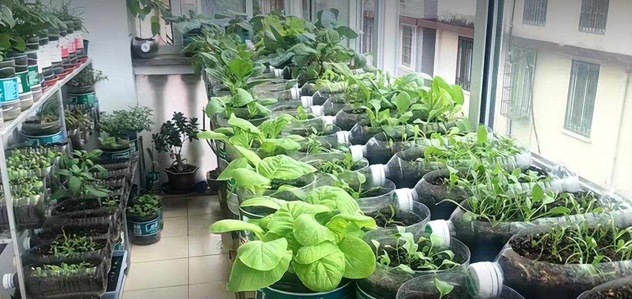 老妈抢走了露台花园,用100个"塑料瓶"种蔬菜,实现了蔬菜自由