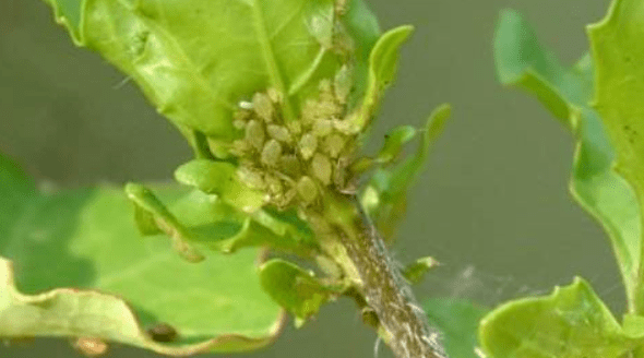 蚜虫繁殖快、危害大！这样治，一季无蚜虫，干净又彻底