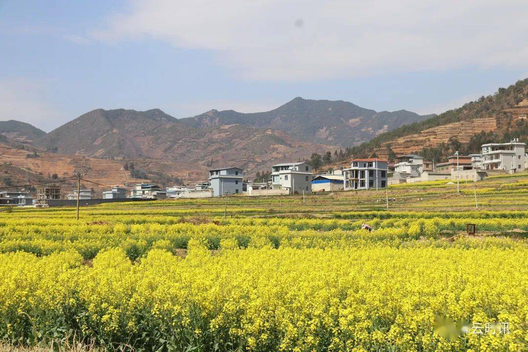米甸镇:油菜花开景色美_祥云_金色_图文
