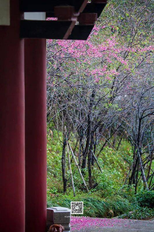 櫻花谷在龍海的紫雲公園盤山路旁春天的浪漫與美好很多人都少有時間去