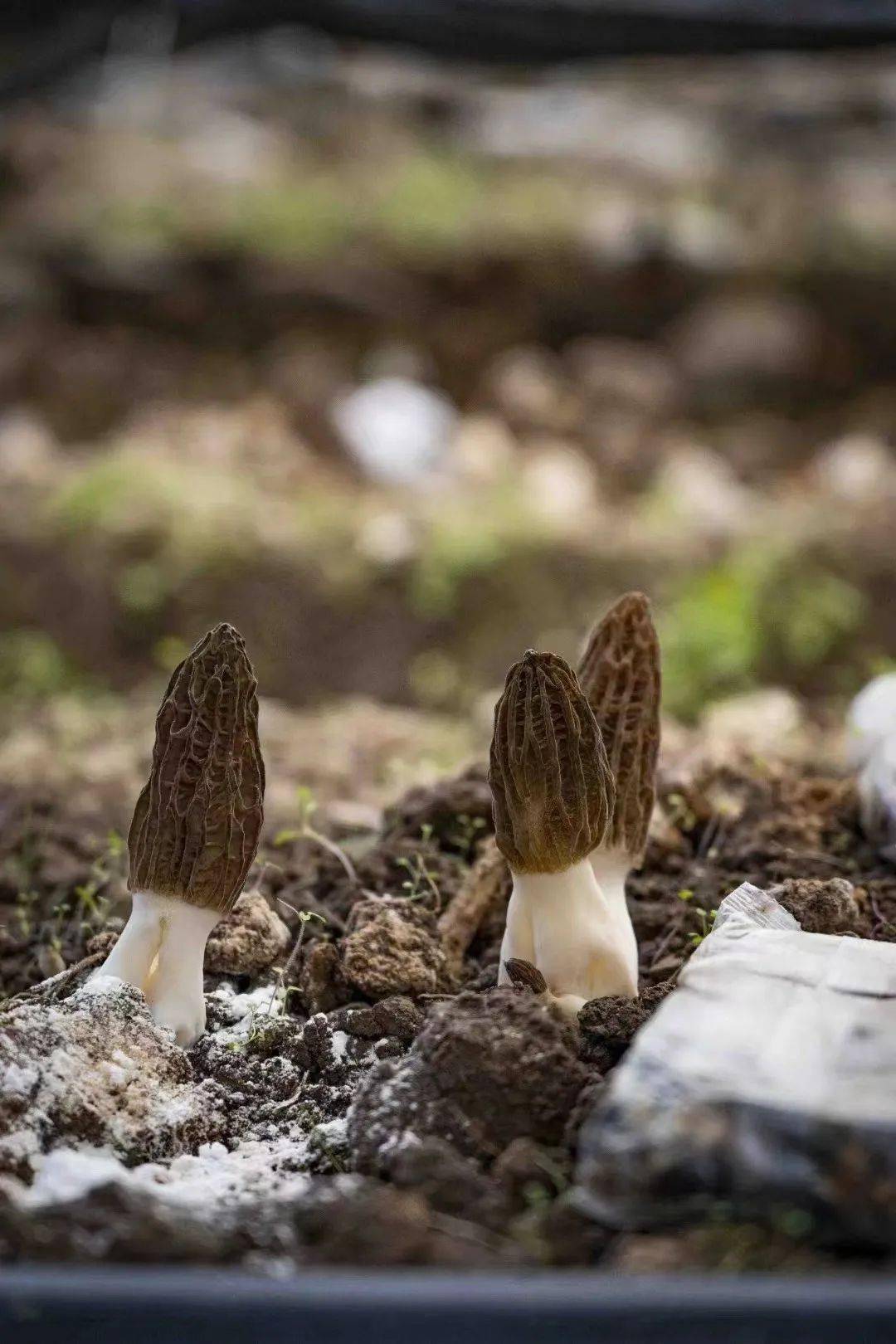 为什么云南的羊肚菌让云南人都欲罢不能呢