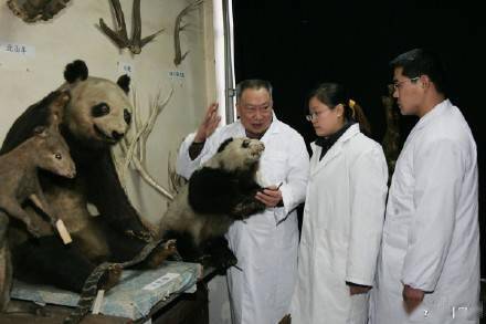 大熊猫生态生物学研究奠定人，大熊猫传授胡锦矗逝世