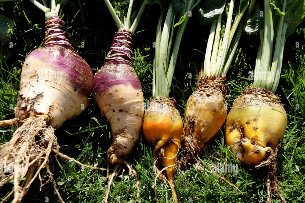 清萝卜和蔓菁,典籍中常有混淆,或因当时萝卜蔓菁均以白色居多。 洋萝卜