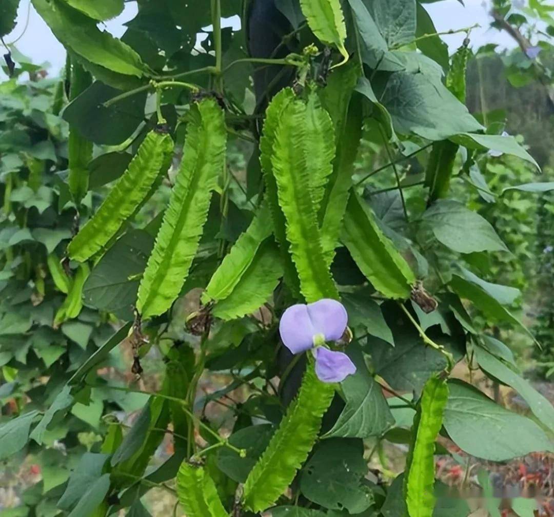 四棱豆花图片