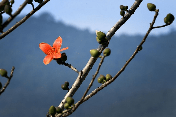 海南昌江:木棉花开 山海香约