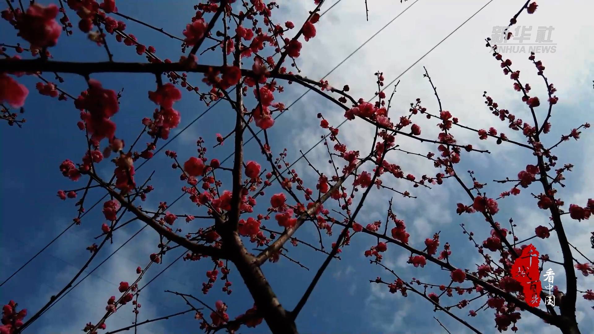 千城百县看中国｜福建将乐：梅花绽放引客来