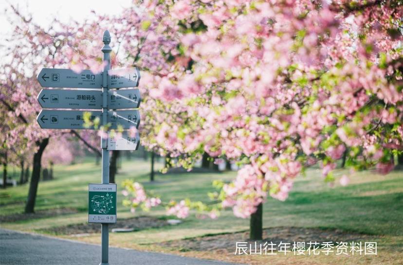 赏樱露营、樱花主题邮局……辰山动物园樱花季系列活动即将上线