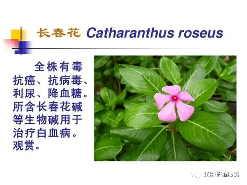长春花碱类抗肿瘤药物的相同点和不同点_临床_细胞_治疗