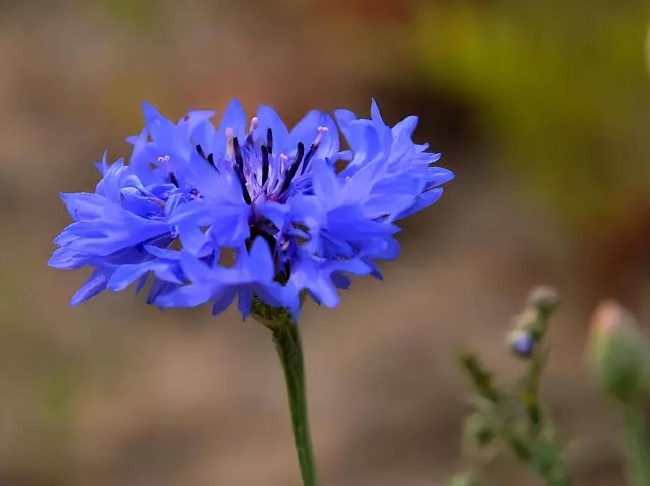 蓝芙蓉花语图片