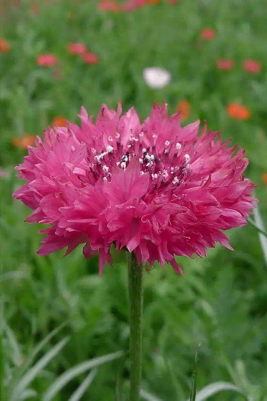 蓝芙蓉花语图片