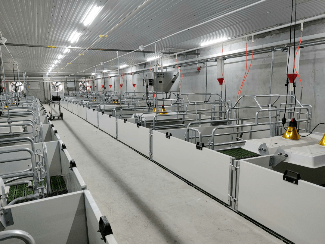 恒健猪场第三期项目包括配怀舍,分娩舍,保育舍,育肥舍等7个不同功能的