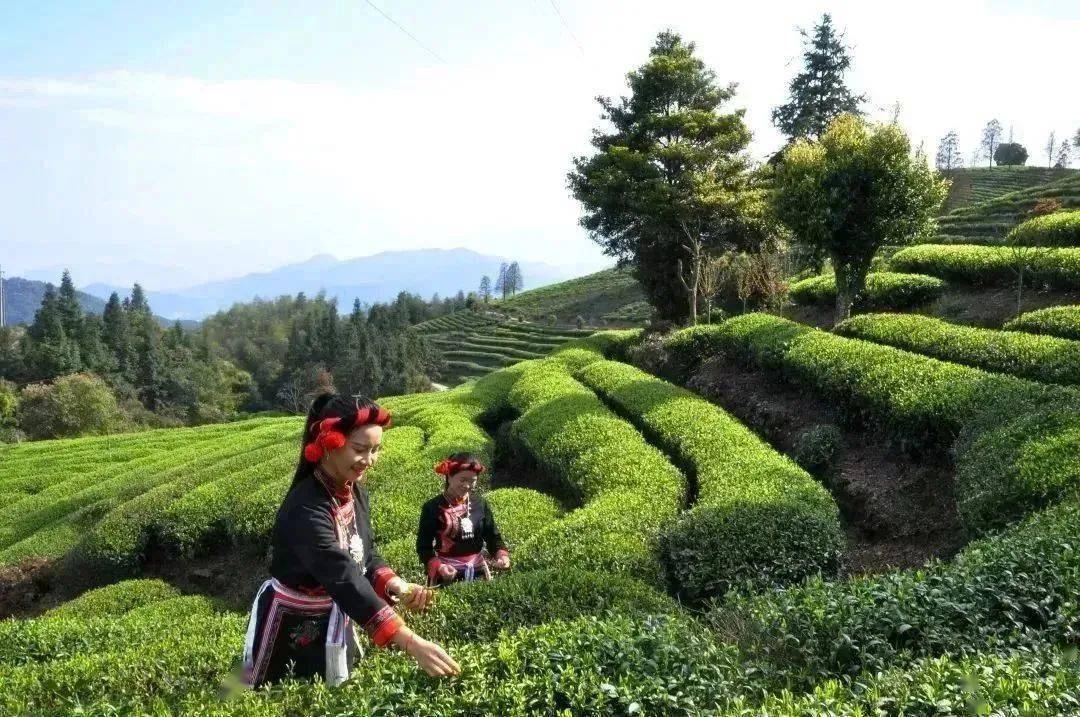 明末清初时期猴盾村是福建一带茶叶贸易集散地至今村里还有保全完好的