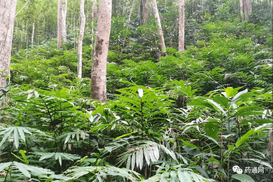 云南省西双版纳砂仁种植及生长现状_情况_示范_树叶