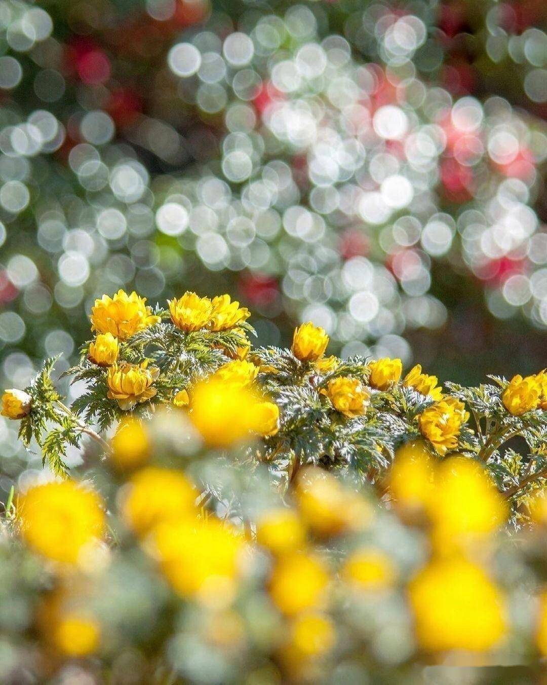春天摄影别错过,学习技巧拍花朵,新手试试这5个拍花