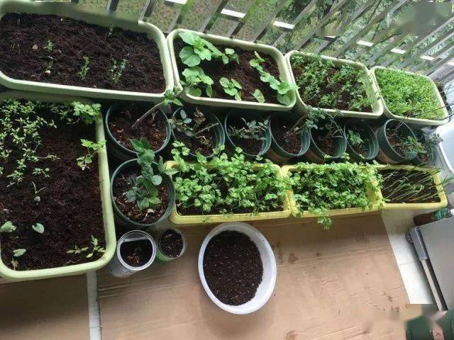 自制的家庭有机肥如何除臭,简单5步骤绝对无异味_肥料_密封_阳台