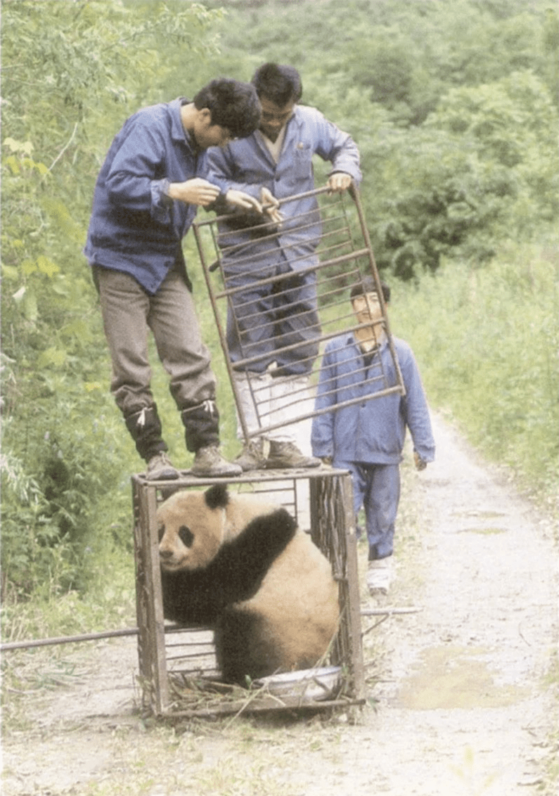 跟踪国宝 | 缅怀“中国大熊猫之父”胡锦矗先生