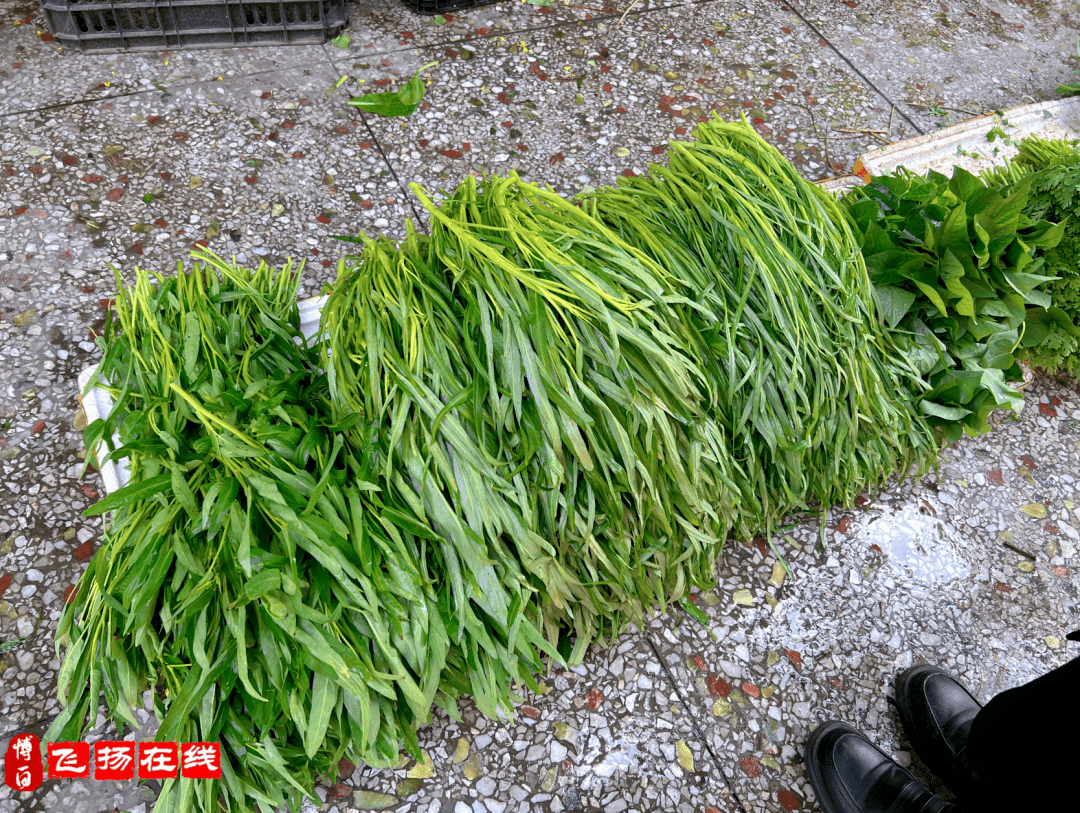 博白蕹菜抢鲜上市!七元一斤,鱼舍得买磨?_空心菜_种植_沙河