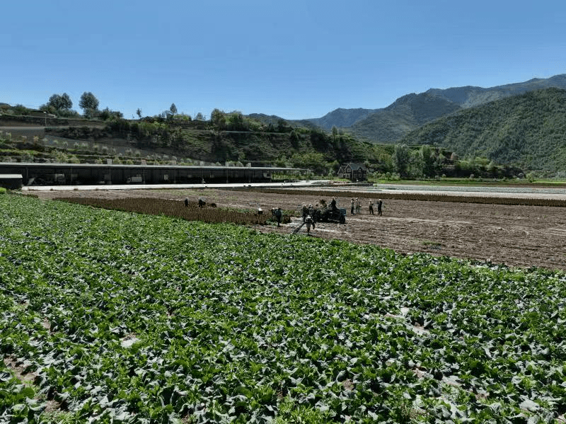 【"三抓三促"行动进行时】67临潭县洮滨镇:高原夏菜让农民富"蔬"