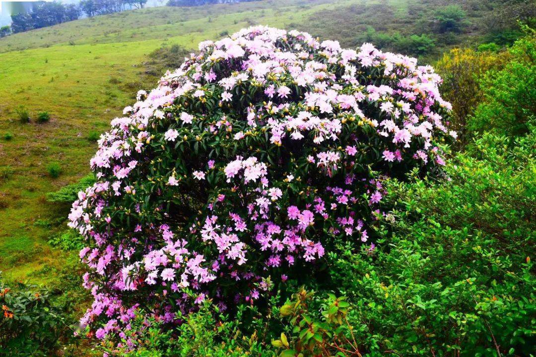 鸡笼顶山杜鹃花几月图片