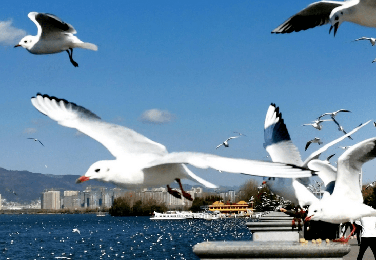 长春旅游团报价(长春旅游团报价3日游)