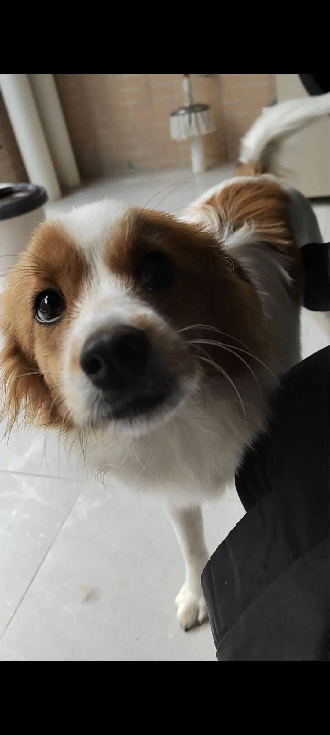 【水口寻狗】黄白花色小狗老水口走丢,你有见过吗?_本人_惠州_大道