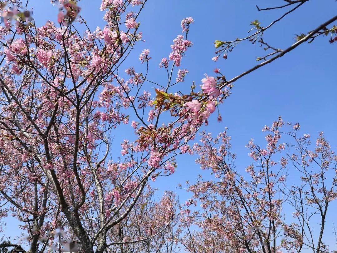 已迎来最美樱花季!同安白交祠的大片樱花火热绽放正是踏青