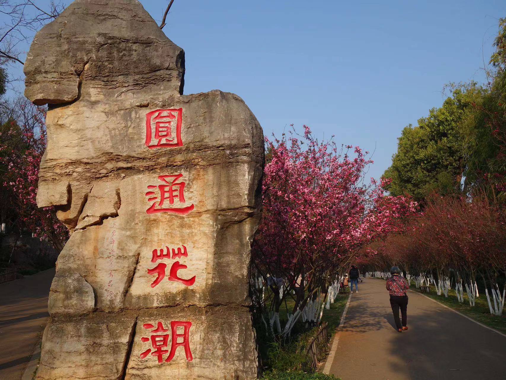 非遗 | 昆明动物园第二十三届樱花节暨第八届“光滑油滑樱潮”非物量文化遗产展