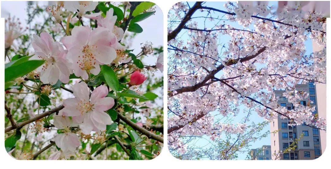 海棠花叶同放,樱花先花后叶03第三招:看花梗梅花和桃花,杏花是几乎没