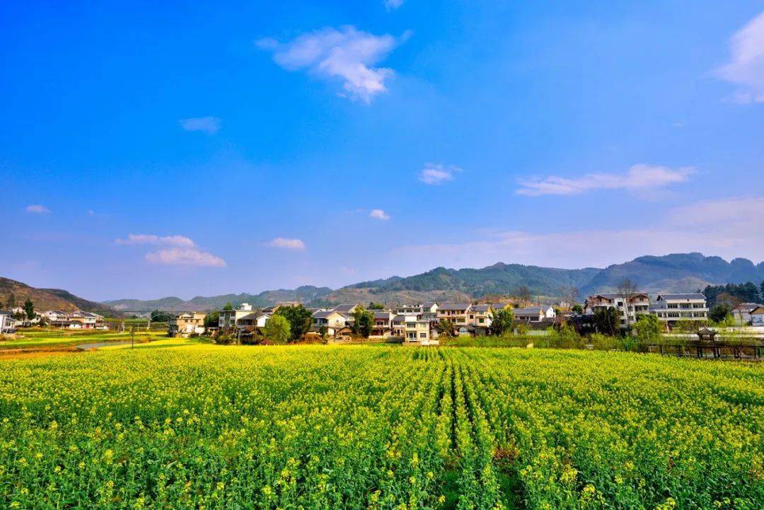 西坪镇:创新模式 激发村级集体经济发展活力_元村_示范_种植