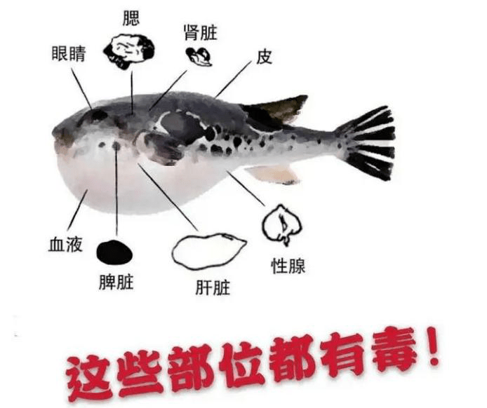 别吃，有剧毒！严峻可致命！春季把稳那些“毒物”