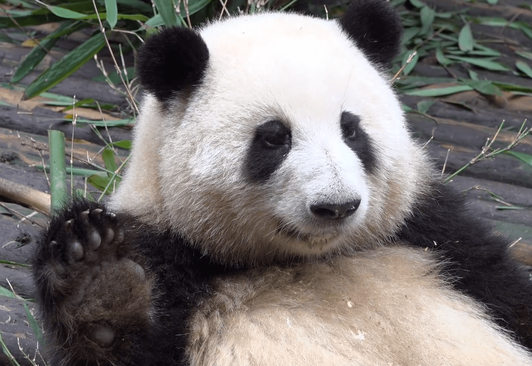 大熊貓》告訴你飼養熊貓的正確方式_中國_花花_動物園