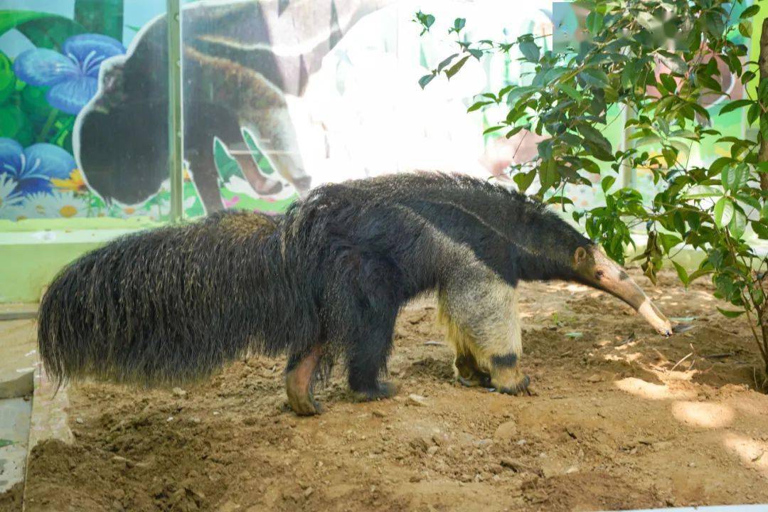 十堰动物园门票免费送!