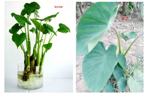 滴水观音和芋头傻傻分不清,花季少年贪嘴致食物中毒