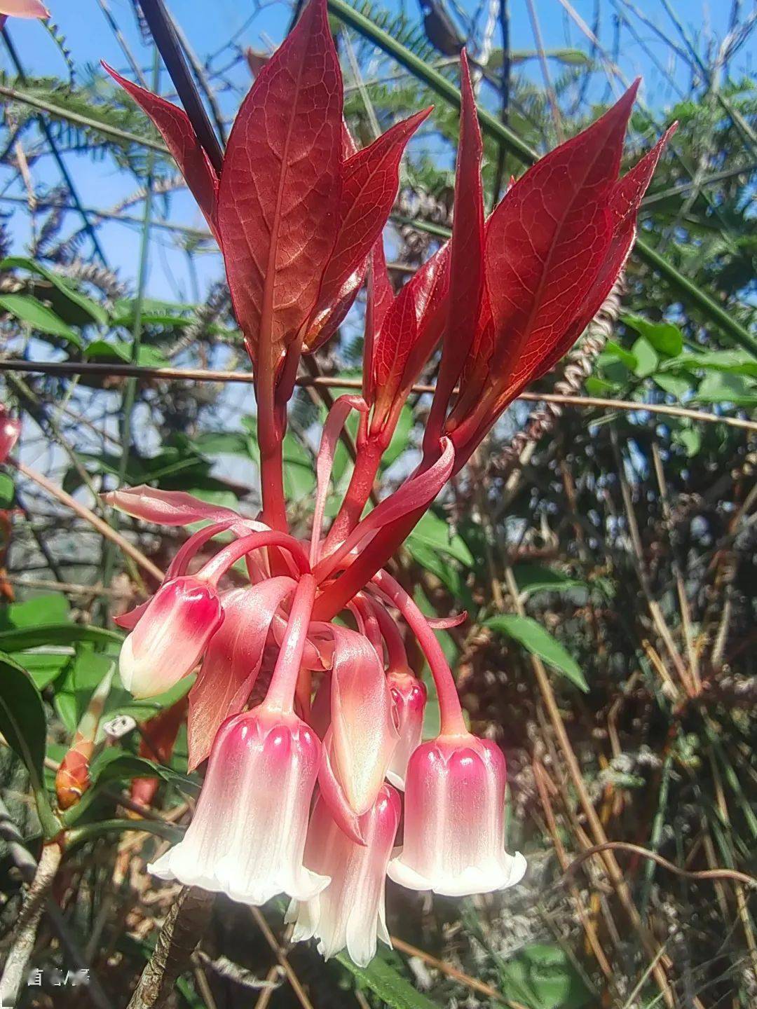 吊鐘花學名:enkianthus quinqueflorus lour