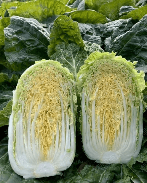 锦绣无为助农:大白菜2颗2.9元,每天100斤!