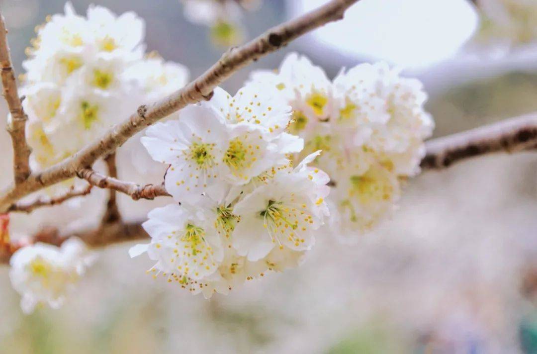 万亩樱桃花正值盛花期，贵州那处雪白花海年年春天爆美！