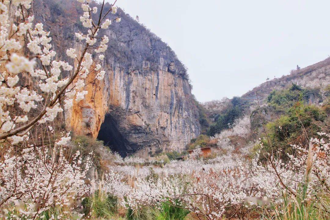百里杜鹃等你来_花坡年_景区_旅游