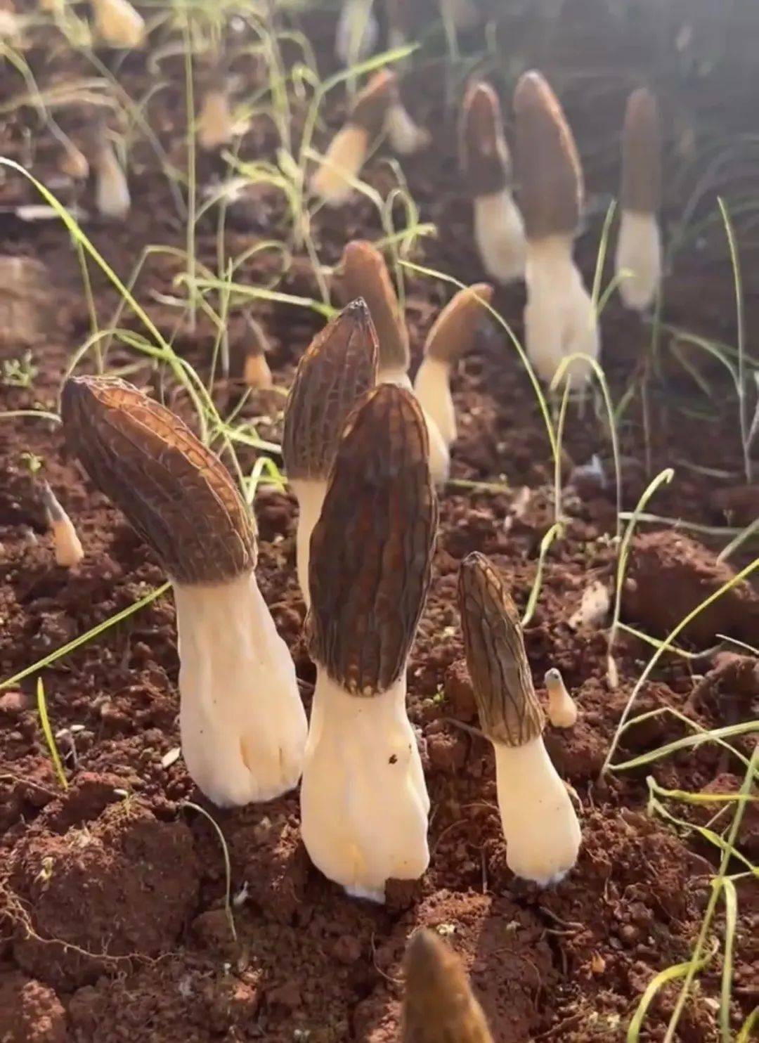 一簇簇灰褐色的羊肚菌竞相生长