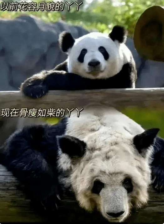 為救熊貓丫丫! 華人包下時代廣場大屏! 這句話淚目所有人