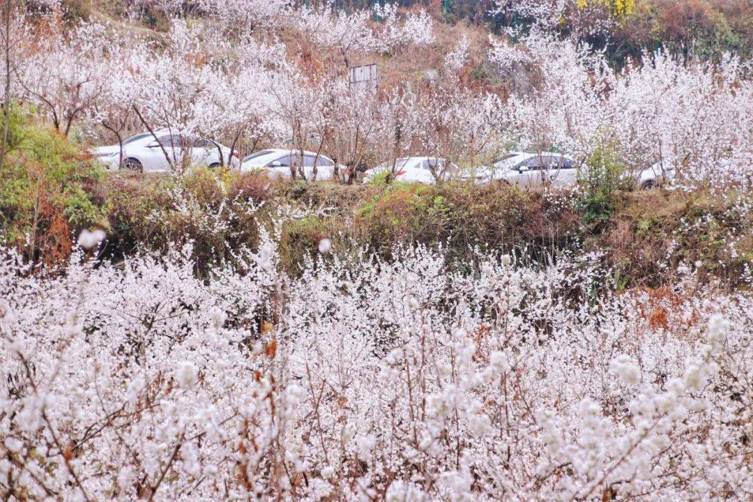 万亩樱桃花正值盛花期，贵州那处雪白花海年年春天爆美！